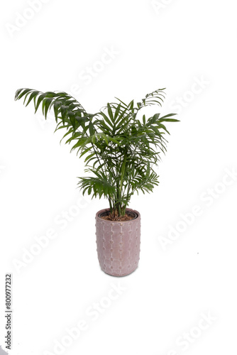 Houseplant in flowerpot isolated on white background. Indoor plant with green leaves. Chamaedorea, Parlor palm