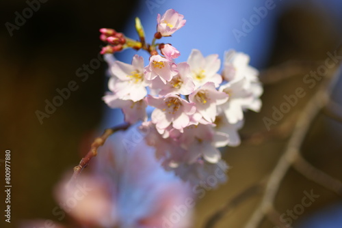 淡墨桜