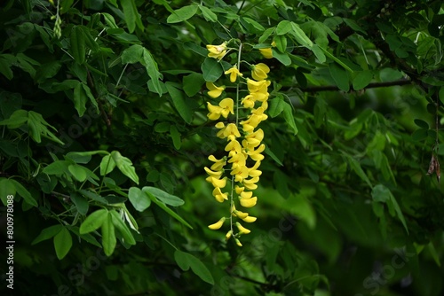 Common laburnum ( Laburnum anagyroides ) flowers. Fabaceae phanerog poisonous plant. Sweet-scented yellow butterfly-shaped flowers bloom in racemes in May.
 photo
