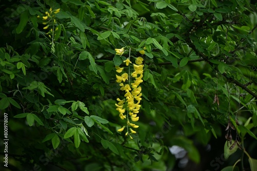 Common laburnum ( Laburnum anagyroides ) flowers. Fabaceae phanerog poisonous plant. Sweet-scented yellow butterfly-shaped flowers bloom in racemes in May.
 photo
