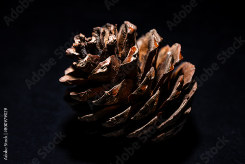 Pine cone on the black background