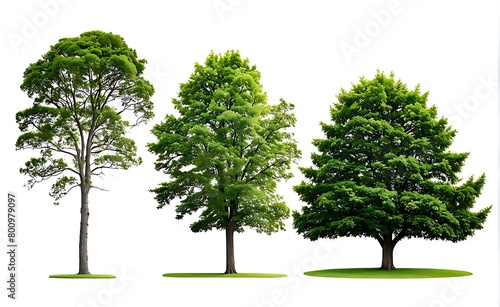 set of  tree isolated on white background 