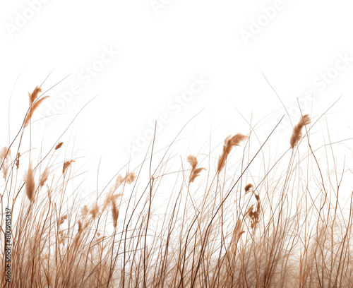 Dry tall grass against a transparent background. Generative AI