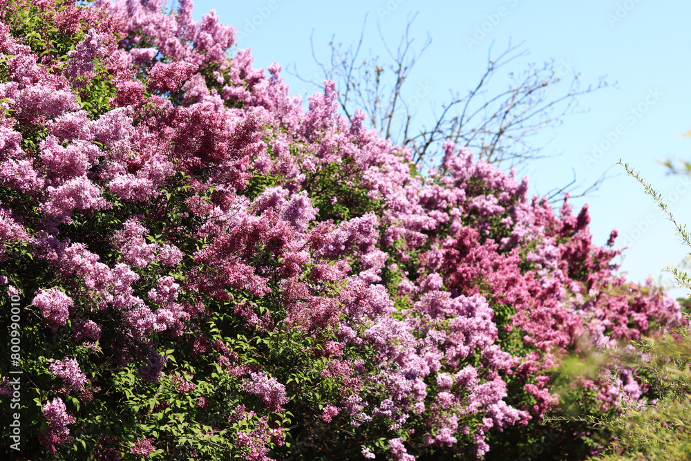 Lilac blossom on a sunny day in the park. Lilac bush in full bloom. Beautiful bright lilac flowers, spring natural background. Pink flowers, large inflorescences