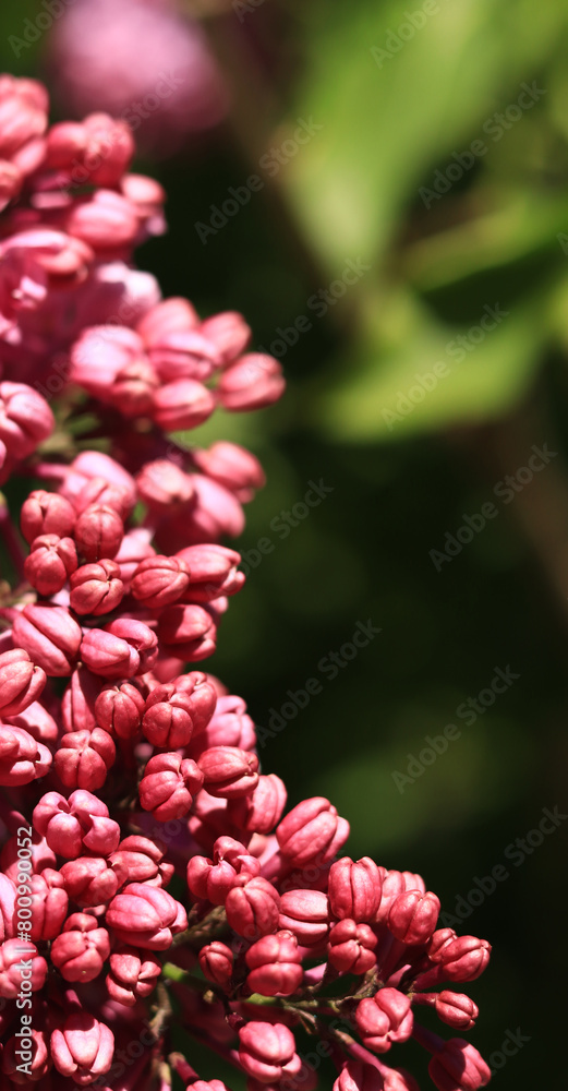 Lilac blossom on a sunny day in the park. Lilac bush in full bloom. Beautiful bright lilac flowers, spring natural background. Pink flowers, large inflorescences Lilac blossom on a sunny day in the park. Lilac bush in full bloom. Beautiful bright lilac flowers, spring natural background. Pink flowers, large inflorescences
