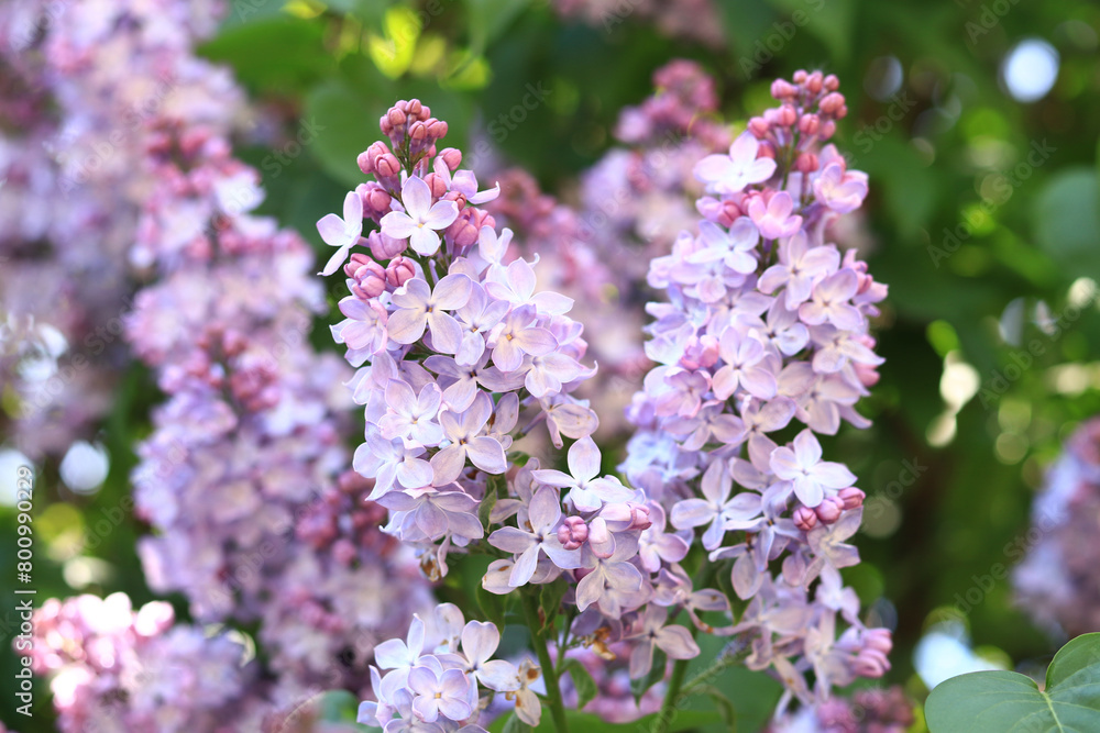 Lilac flowers, close-up, inflorescence. Lilac blossom on a sunny day in the park. Lilac bush in full bloom. Beautiful lilac flowers, spring natural background