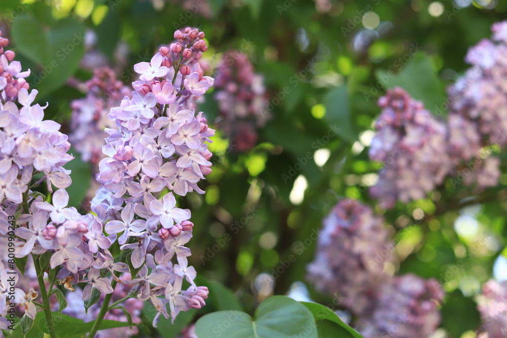 Lilac flowers, close-up, inflorescence. Lilac blossom on a sunny day in the park. Lilac bush in full bloom. Beautiful lilac flowers, spring natural background Lilac flowers, close-up, inflorescence. Lilac blossom on a sunny day in the park. Lilac bush in full bloom. Beautiful lilac flowers, spring natural background