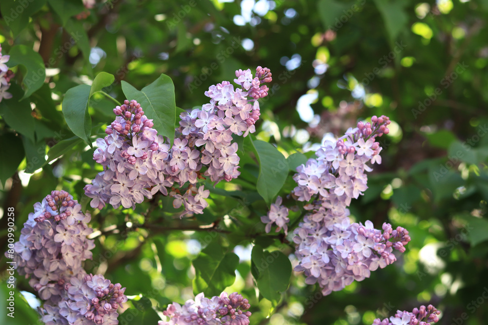 Lilac flowers, close-up, inflorescence. Lilac blossom on a sunny day in the park. Lilac bush in full bloom. Beautiful lilac flowers, spring natural background Lilac flowers, close-up, inflorescence. Lilac blossom on a sunny day in the park. Lilac bush in full bloom. Beautiful lilac flowers, spring natural background