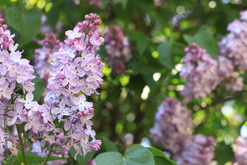 Lilac flowers, close-up, inflorescence. Lilac blossom on a sunny day in the park. Lilac bush in full bloom. Beautiful lilac flowers, spring natural background