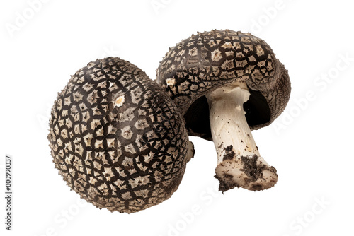 Earthy Truffle Essence on Transparent Background