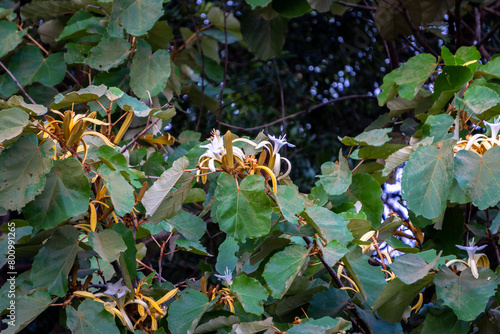 Leaves and flowers of Pterospermum acerifolium, also known as bayur or karnikara tree.