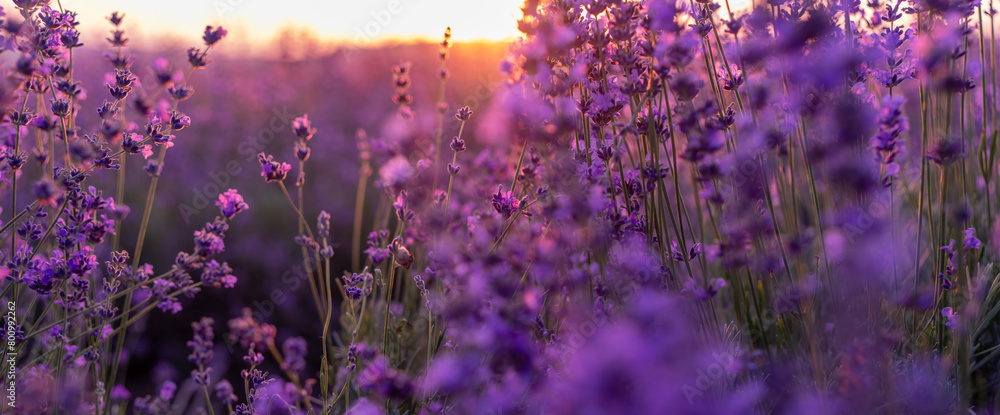 Blooming lavender in a field in Provence. Fantastic summer mood, floral sunset landscape of meadow lavender flowers. Peaceful bright and relaxing nature scenery. Blooming lavender in a field in Provence. Fantastic summer mood, floral sunset landscape of meadow lavender flowers. Peaceful bright and relaxing nature scenery.
