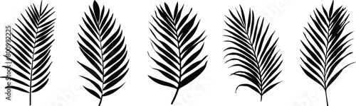 Set of palm leaf, vector illustration.