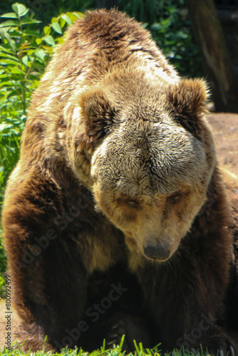 Wallpaper Mural brown bear in the woods Torontodigital.ca