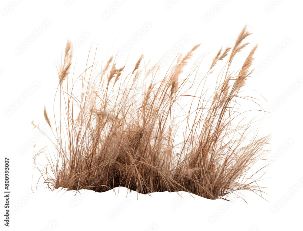 Fototapeta premium Dry tall grass against a transparent background. Generative AI