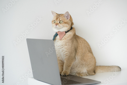 business concept with gold brittish cat costume with necktie and use laptop