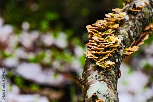Stereum Hirsutum, also known as Hairy Curtain Crust, growing on an old tree branch photo