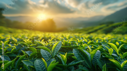 Green tea plantation at sunrise time,nature background. #800997810