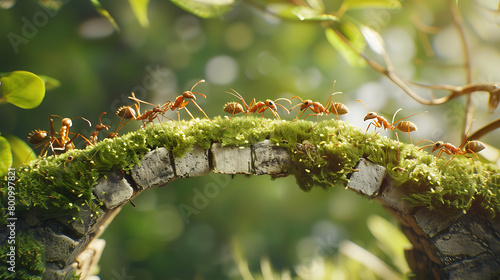 ant team work concept photo