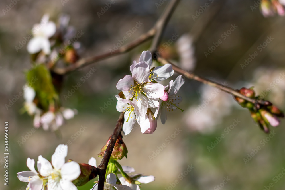 Closeup of cherry blossom petals on a twig in full bloom Closeup of cherry blossom petals on a twig in full bloom
