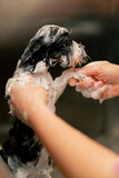 close up in a grooming salon a small wight-black dog is lathered by a groomer lathering in a metal bathtub