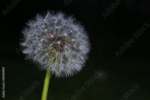 dandelion on black background