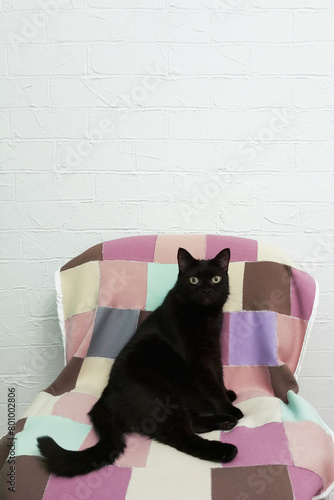 Black cat sitting on a couch. Looking into the camera.