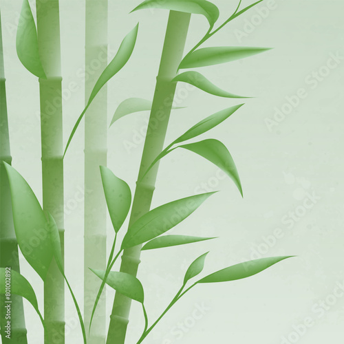 Elegant vector hand painted bamboo illustration