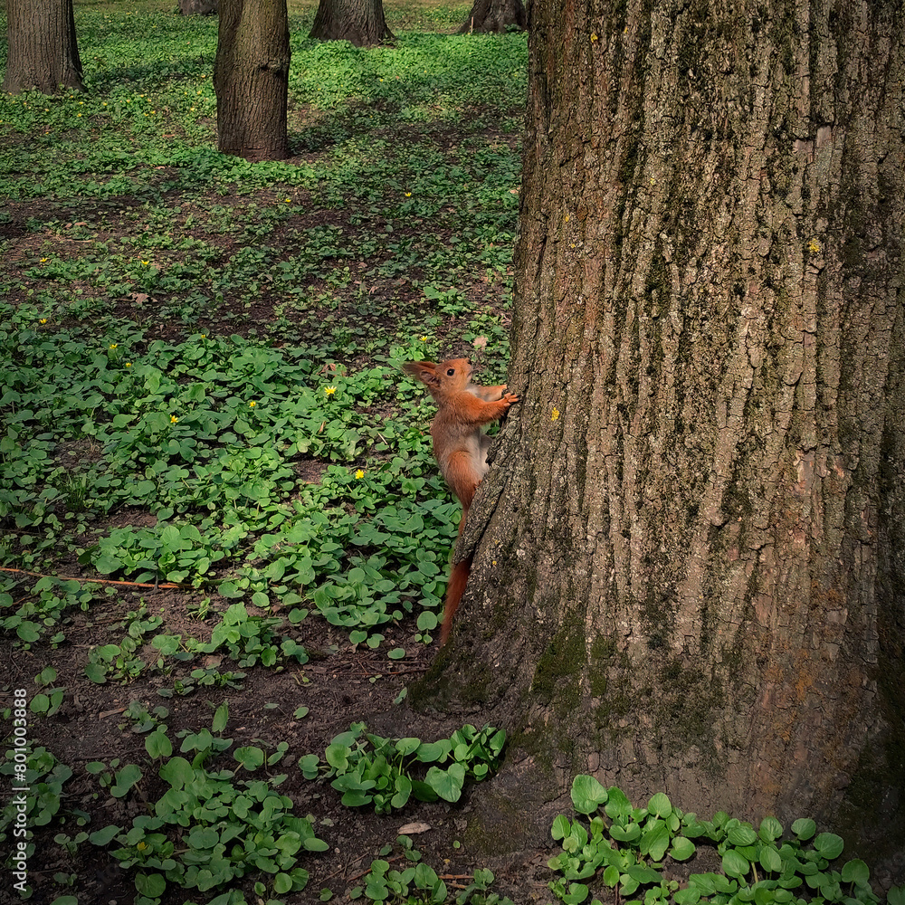 Squirrel on a tree in a city park. Nature wallpaper Squirrel on a tree in a city park. Nature wallpaper