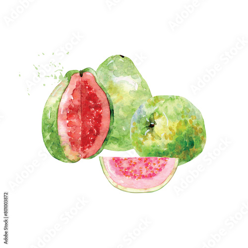 Hand Drawn Watercolor guava Fruit. Vector illustration. (ID: 801003872)