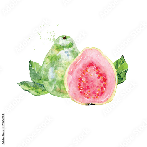 Hand Drawn Watercolor guava Fruit. Vector illustration. (ID: 801004035)