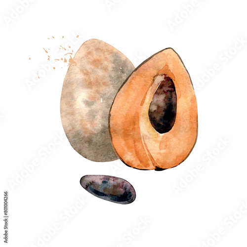 Hand Drawn Watercolor sapote Fruit. Vector illustration. (ID: 801004266)