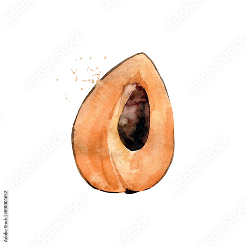 Hand Drawn Watercolor sapote Fruit. Vector illustration. (ID: 801004652)