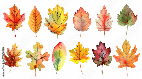 a set of autumn maple leaves