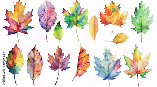 a set of autumn maple leaves © MariКа