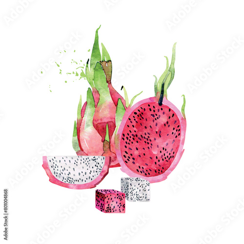 Hand Drawn Watercolor pitaya Fruit. Vector illustration. (ID: 801004868)