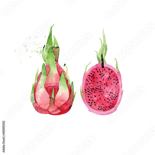 Hand Drawn Watercolor pitaya Fruit. Vector illustration. (ID: 801005012)