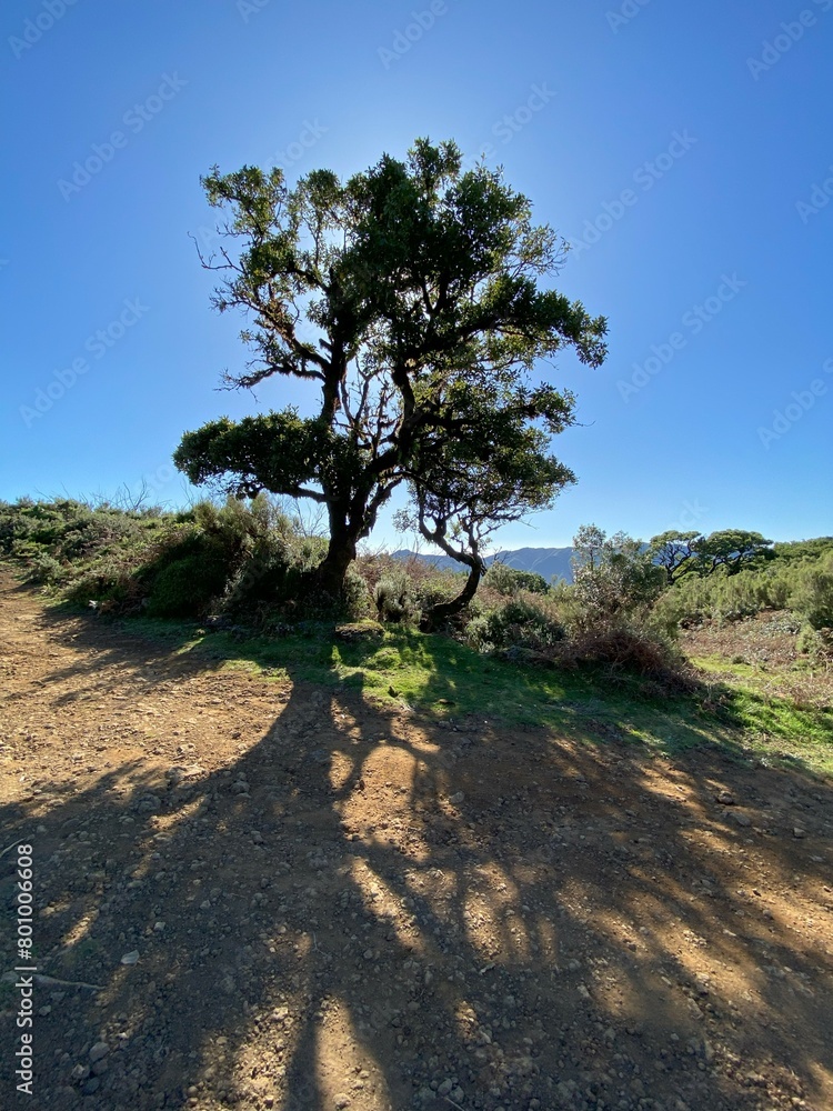 Landscape view, Fanal Forest, Madeira, Portugal Landscape view, Fanal Forest, Madeira, Portugal