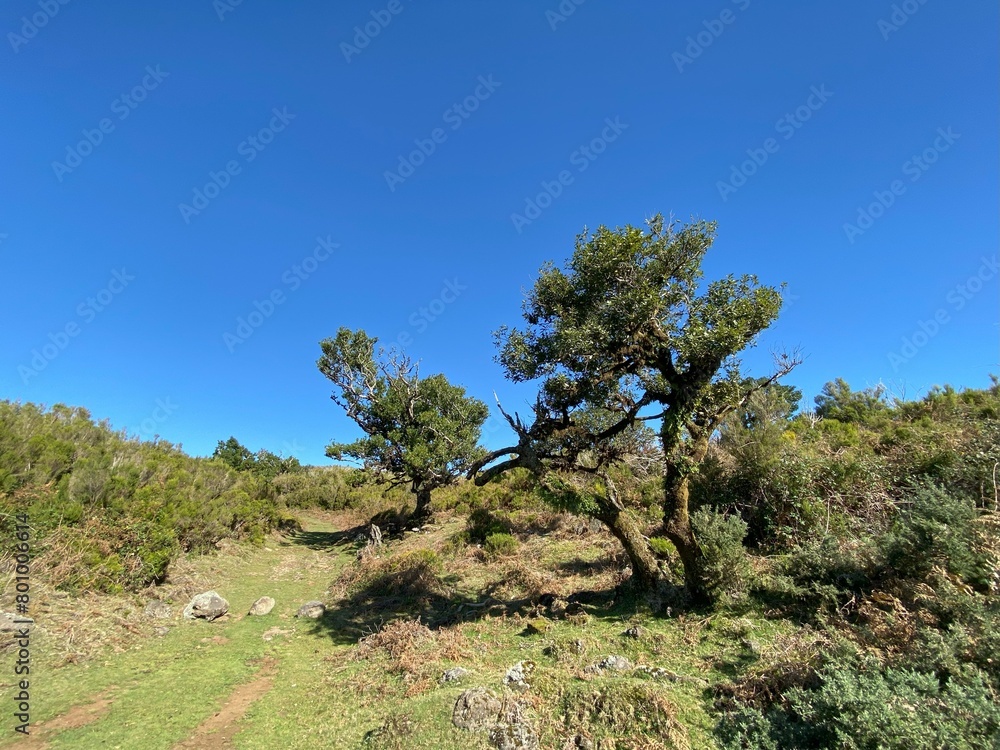 Fototapeta premium Landscape view, Fanal Forest, Madeira, Portugal