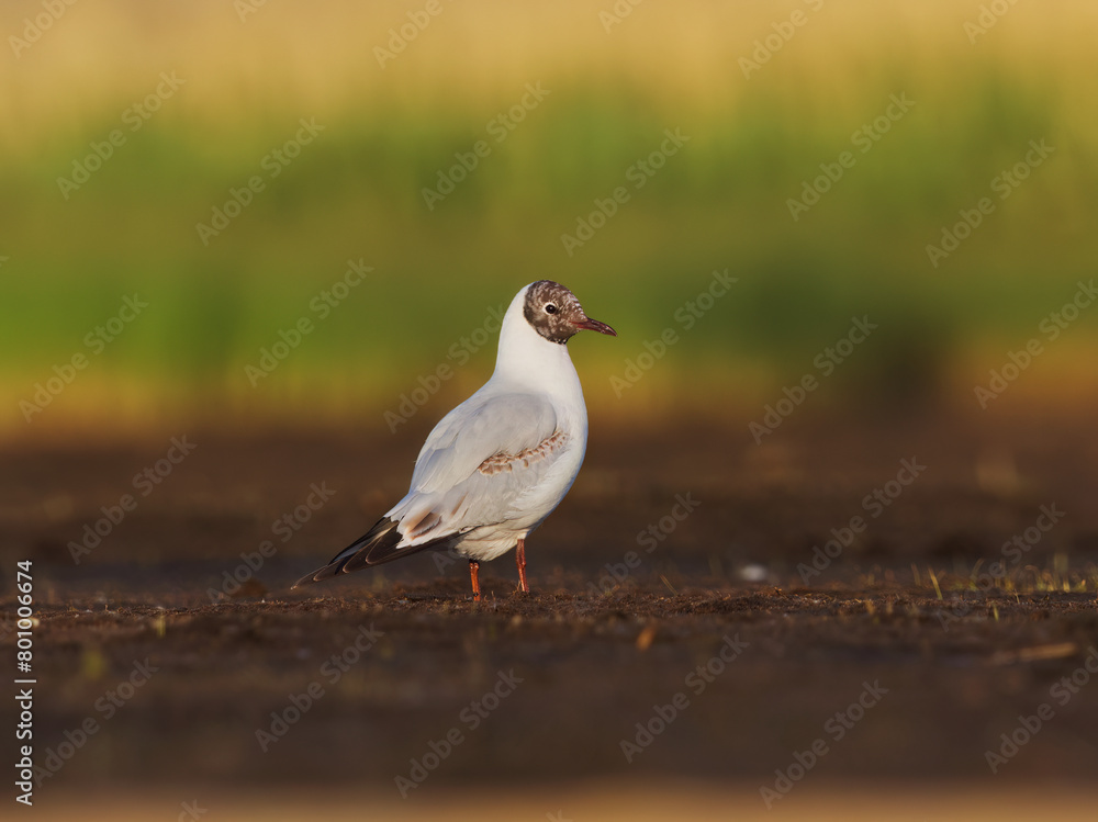Black-headed gull (Chroicocephalus ridibundus) feeding in the wetlands in summer. Black-headed gull (Chroicocephalus ridibundus) feeding in the wetlands in summer.