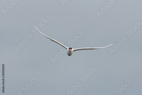 Caspian tern (Hydroprogne caspia) flying in the sky in summer.