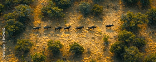 Aerial view of Wildebeest (Gnu) in the Welgevonden Nature reserve near Modimolle Munic town, Limpopo region, South Africa. photo