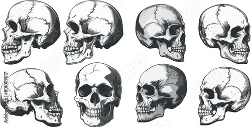 Skull profile. Detailed anatomy and halftone silhouette skulls, skeleton head side set, cranium pictures photo