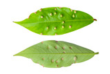 close up image of leaf galls. Nodules on guava leaves isolated on white background
