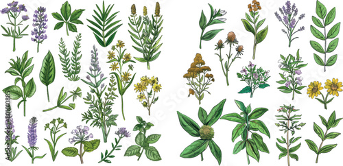 Medicine plants and herbs