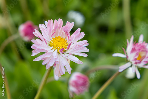 Pink flower. Chamomile. Gardening. A greeting card