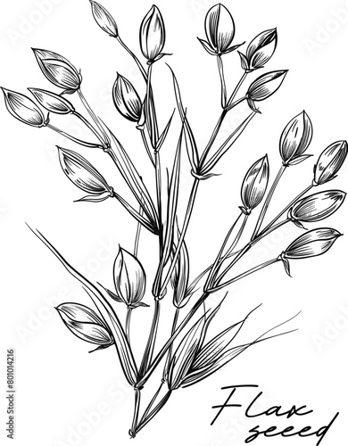 Flax seed hand drawn black and white vector