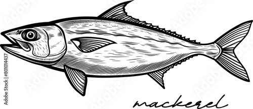 Mackerel hand drawn black and white vector