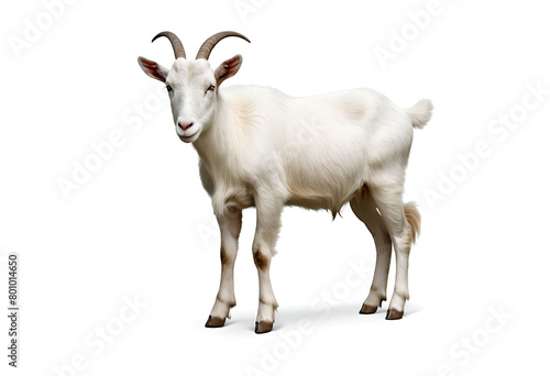  white goat on a white background, bakra Eid, Eid ul adha photo