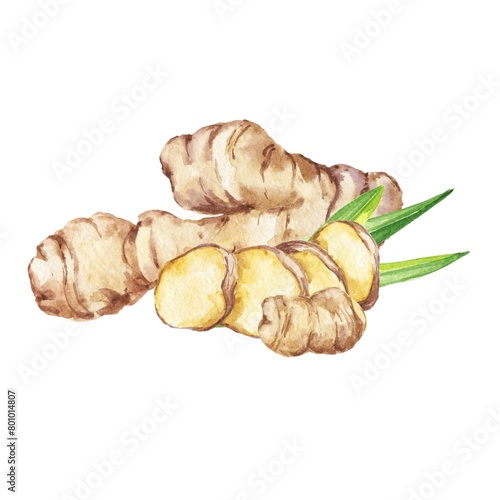 Ginger watercolor food illustration on white background  (ID: 801014807)